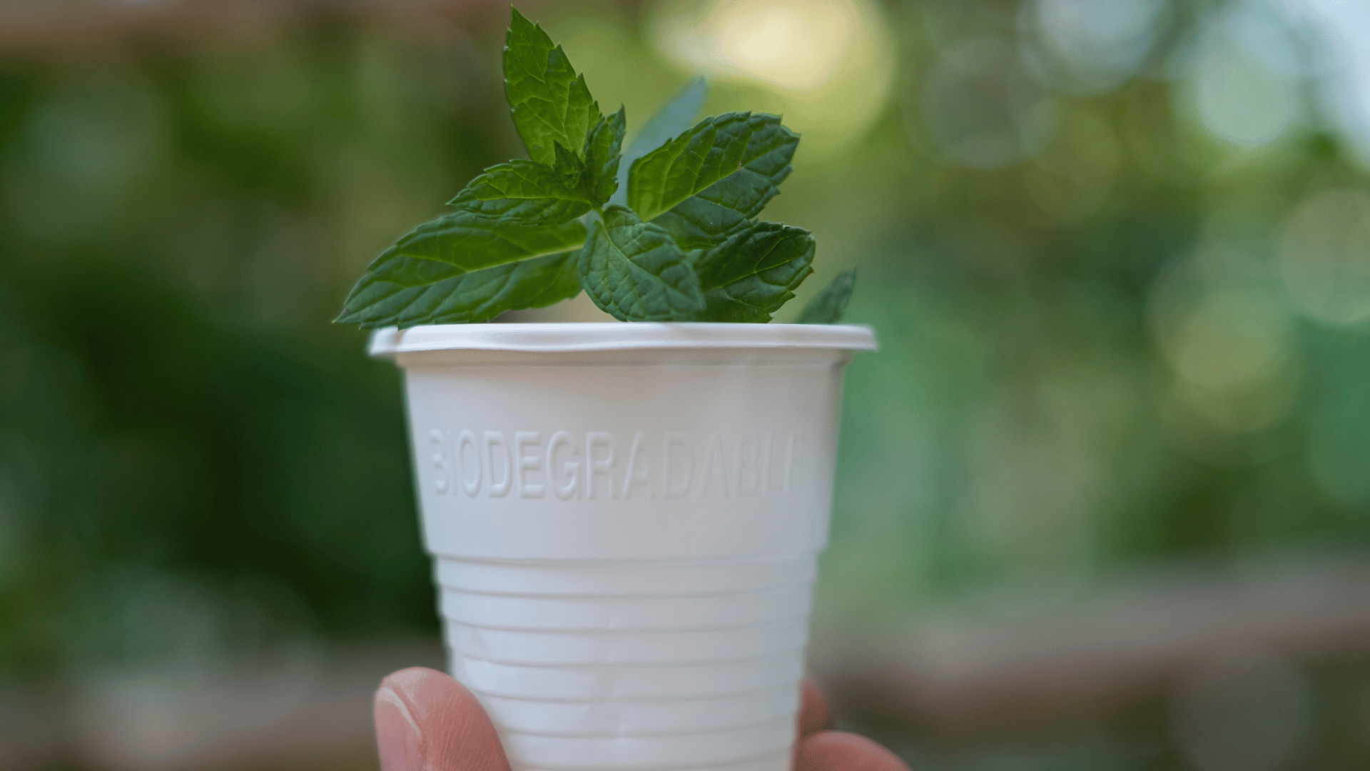 Difference between biodegradable and bio-sourced plastics – Safic-Alcan visual guide