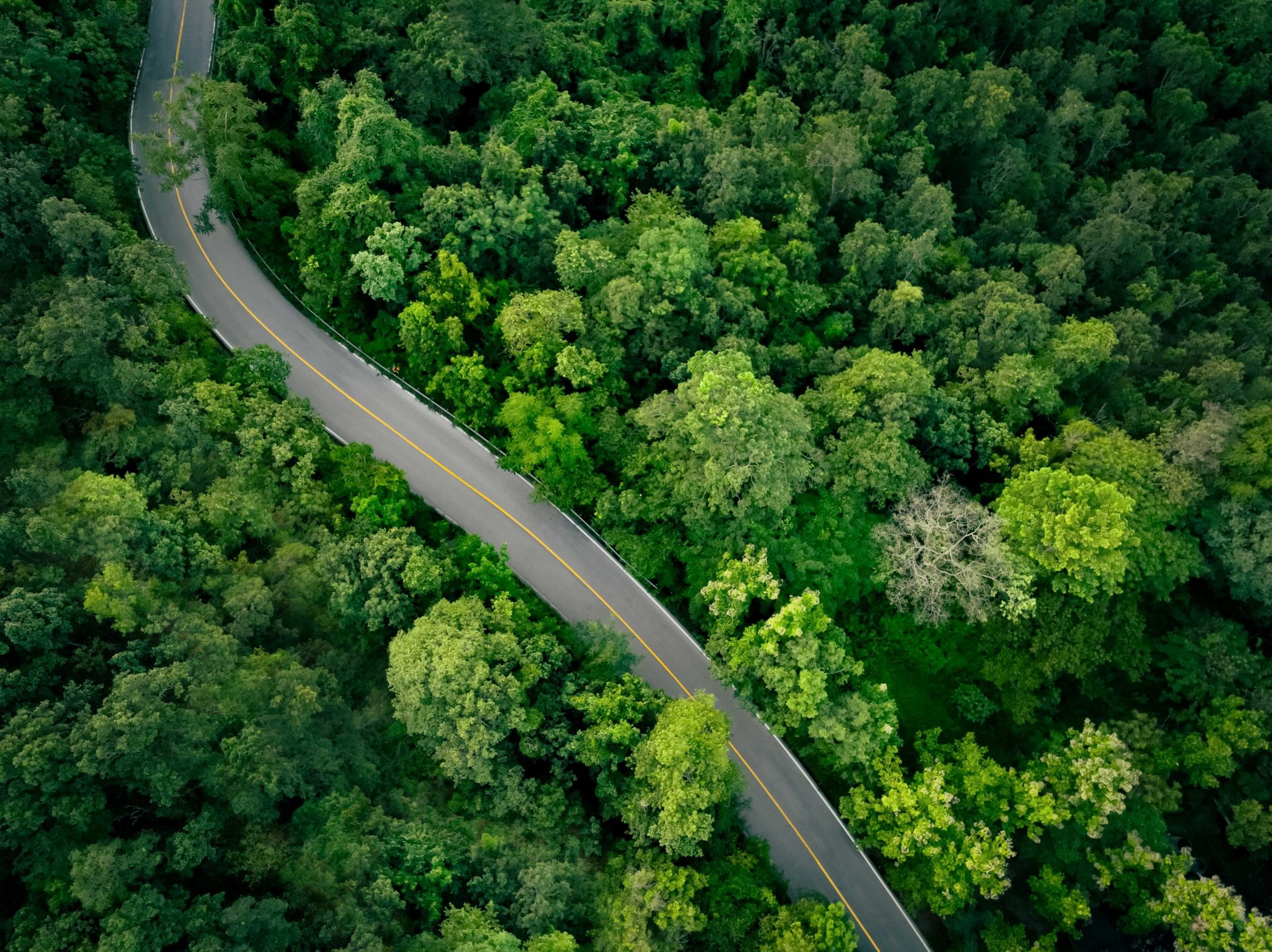 The road in the green forest.