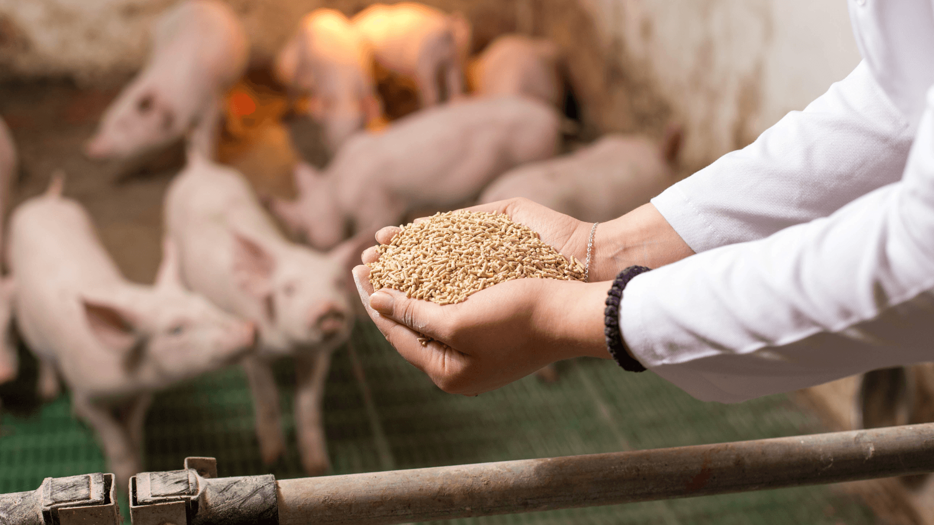 man feeding animals on the farm.
