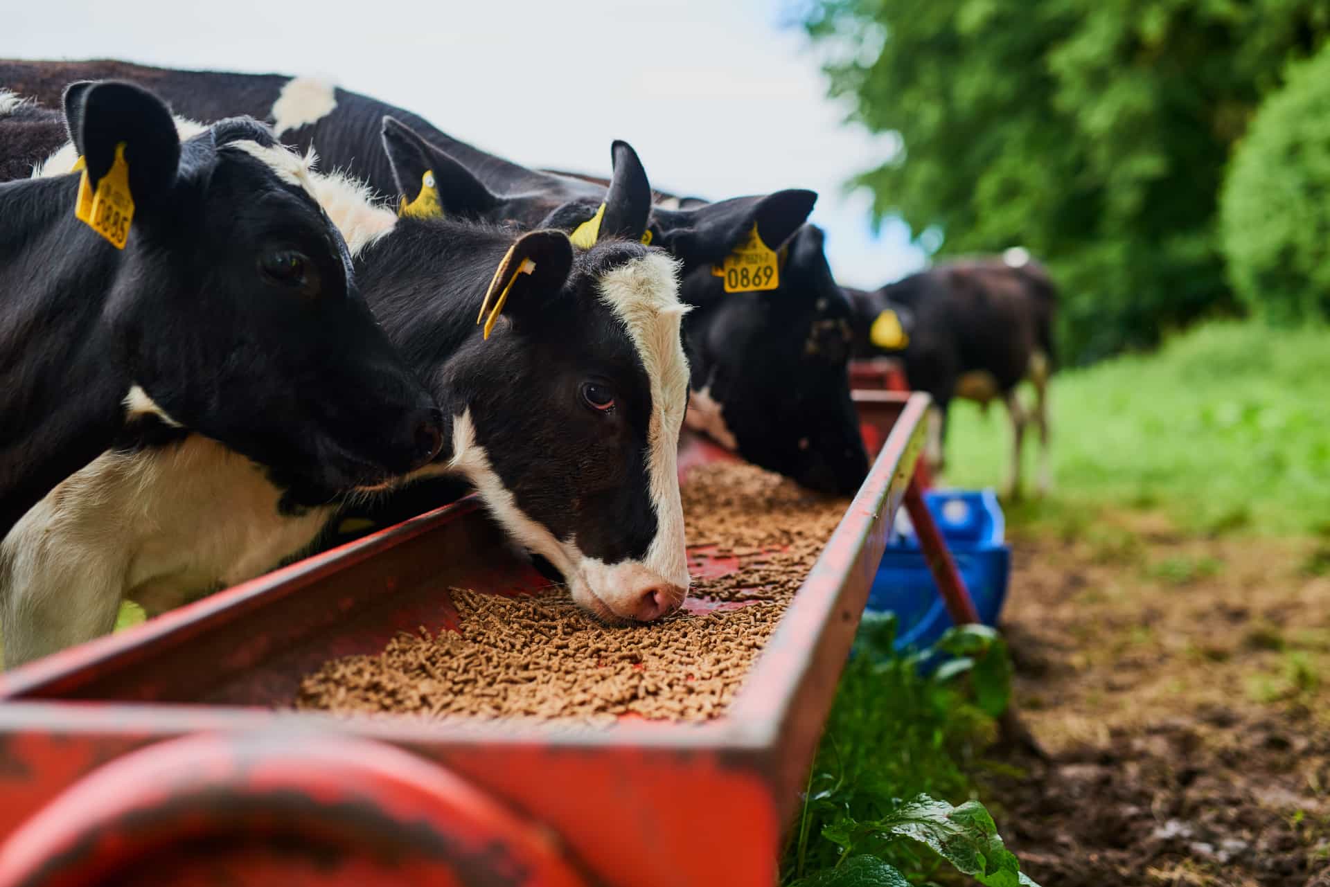 livestock eating pellets