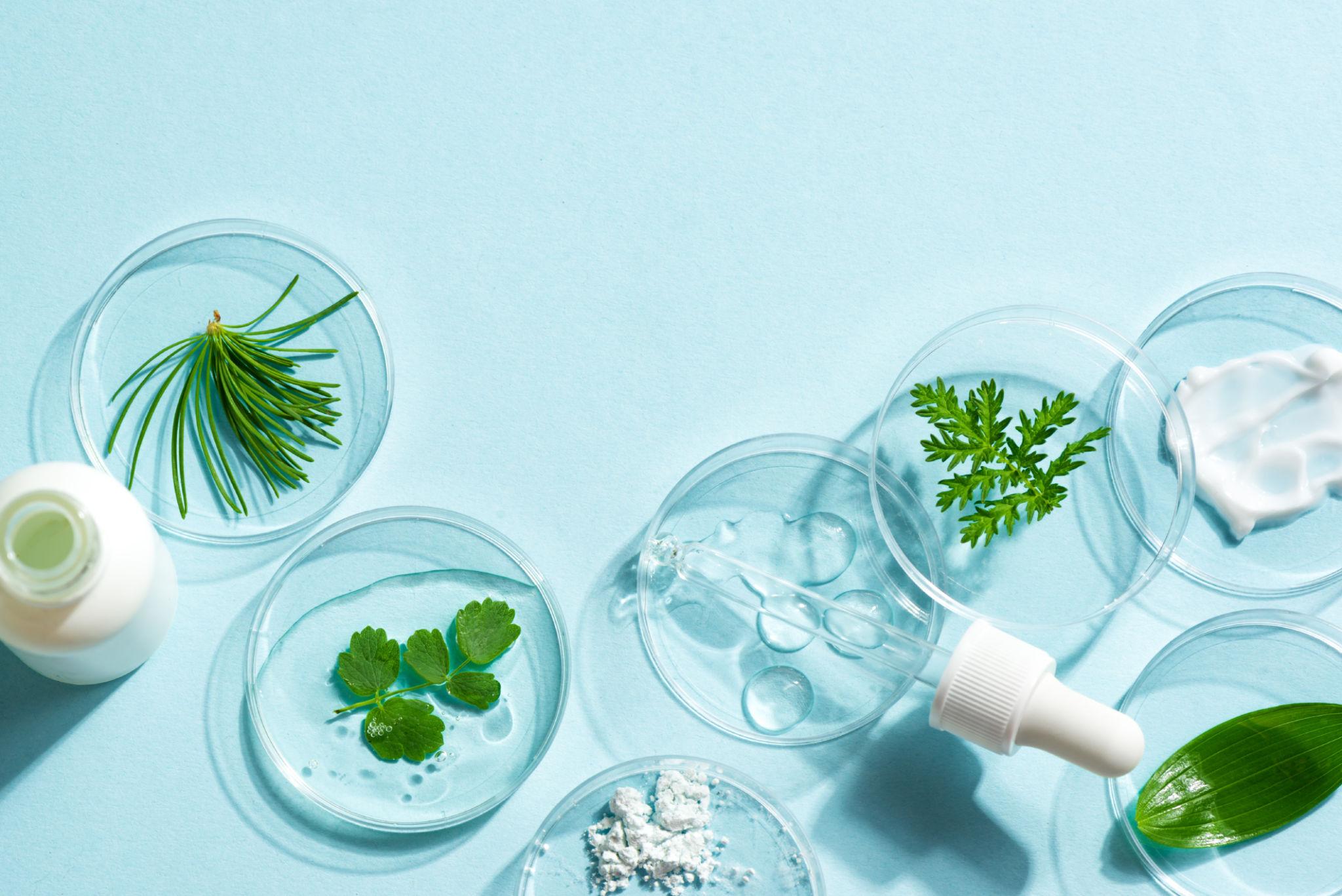 bunch of leaves and cream powder to make natural and synthetic thickener