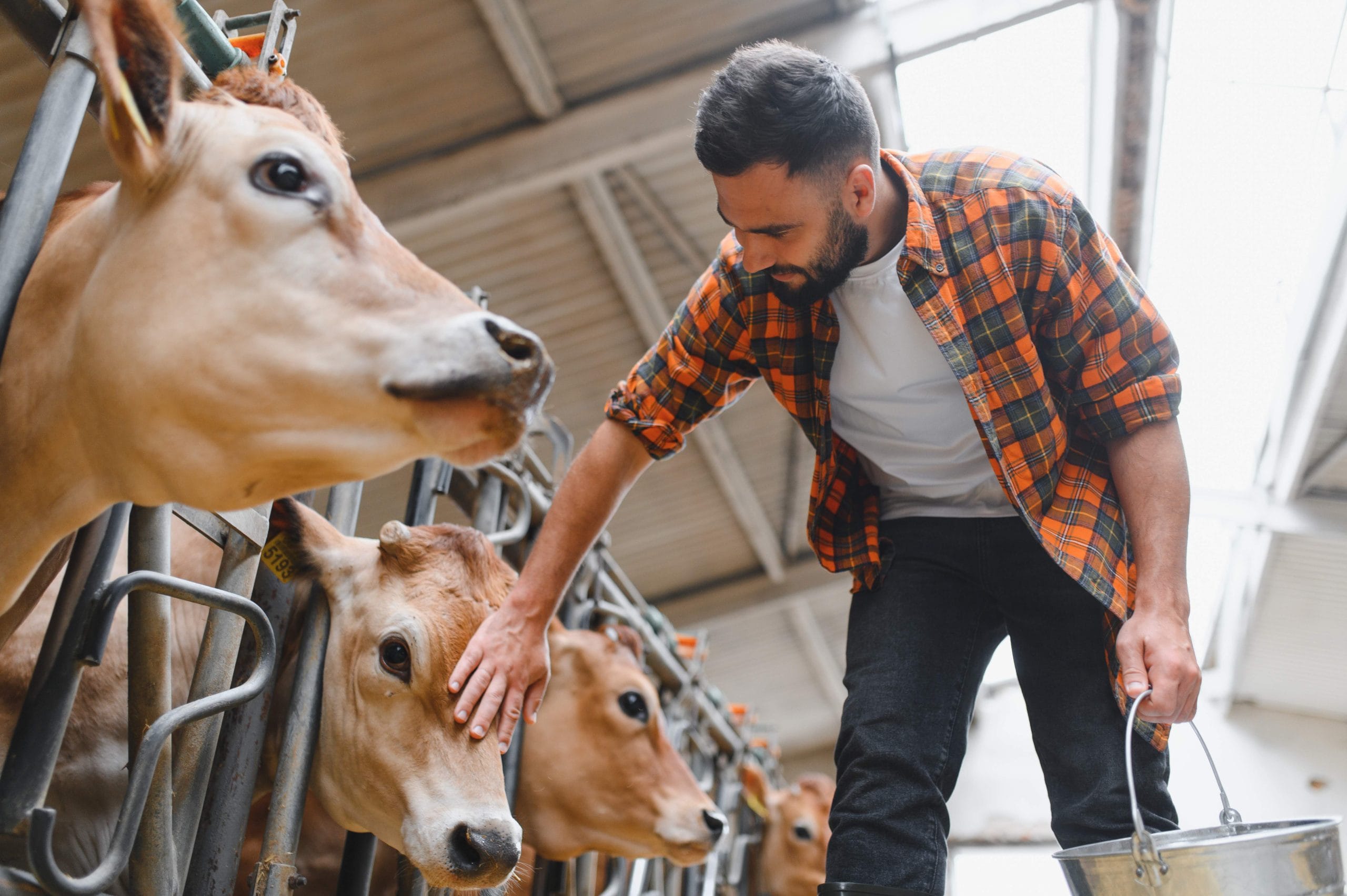 Farmer gently caressing jersey cattle while holding a metal bucket on a bustling dairy farm, surrounded by the beauty of rural life