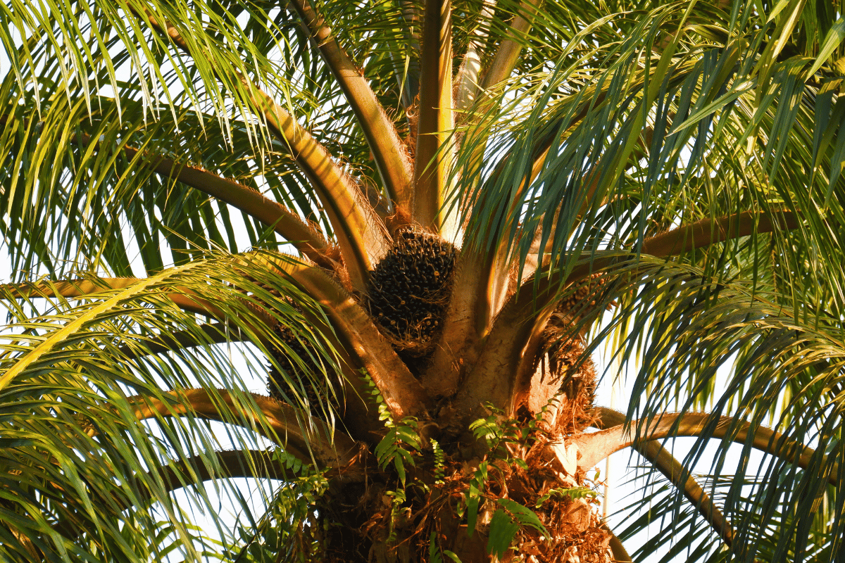 : Oil palm fruit and vials of oleochemicals, illustrating which chemical raw materials fall within the EUDR scope · A
